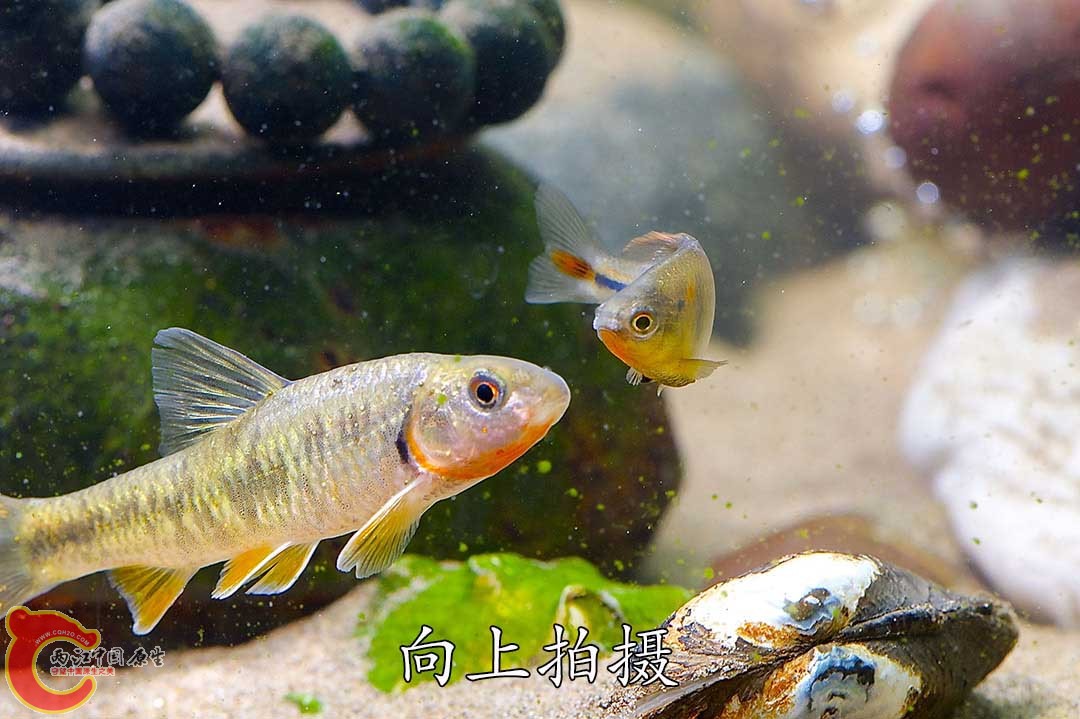 冲向黑鳍鳈的瞬间