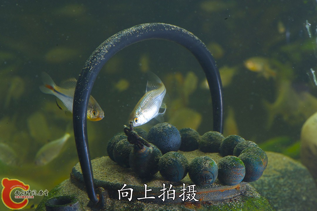 在远处把美女旁皮吸引过来