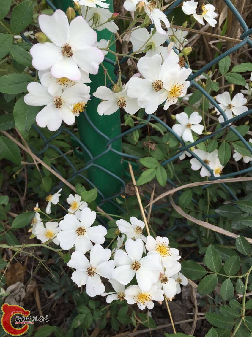 QQ图片20150330091631.jpg