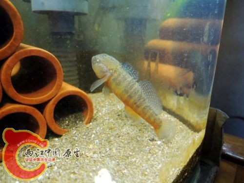 黄黝鱼1102.jpg
