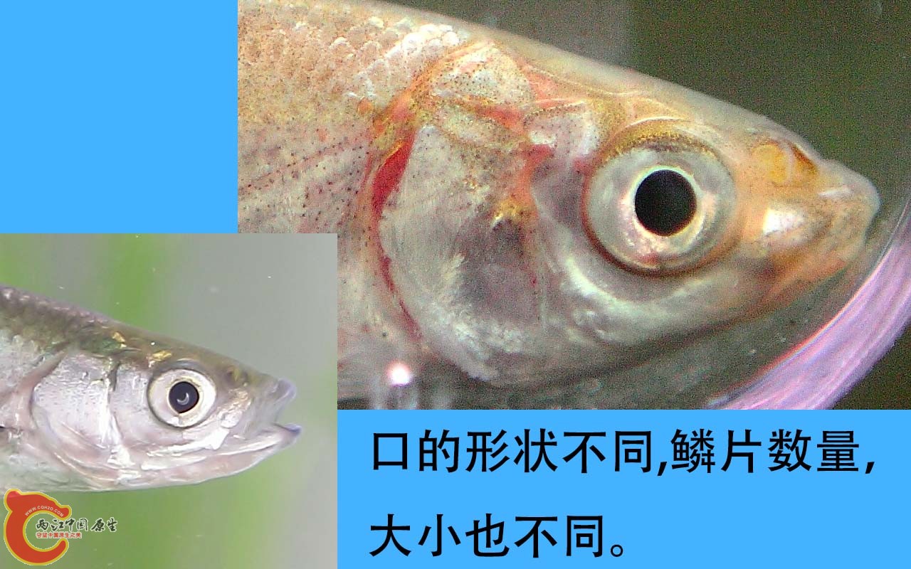 g.jpg