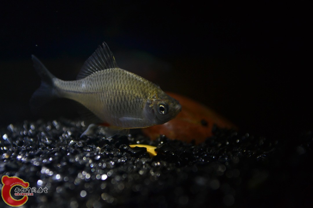 DSC_0007.JPG