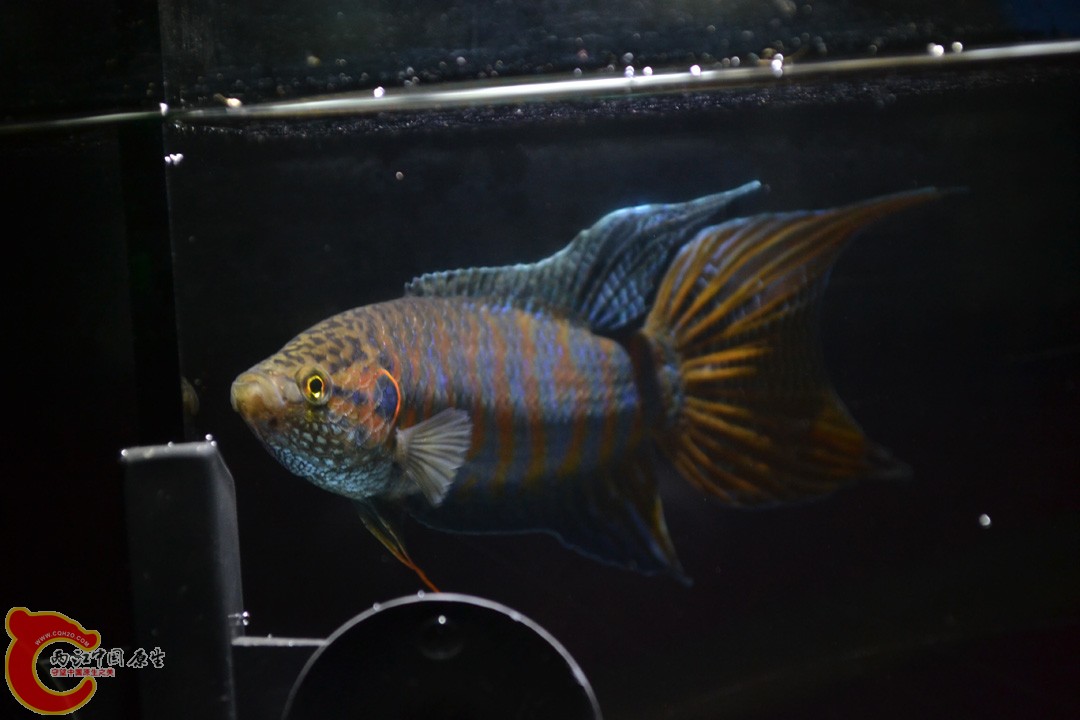 DSC_0027.JPG