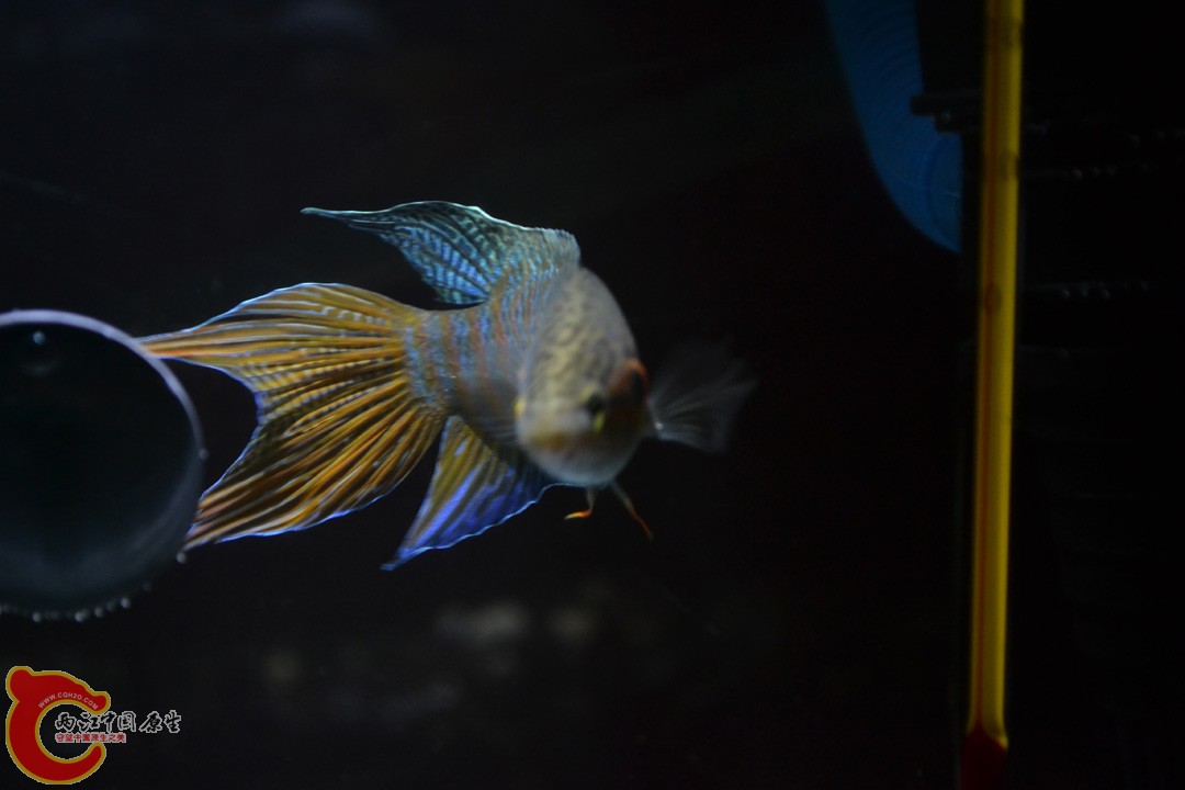 DSC_0034.JPG