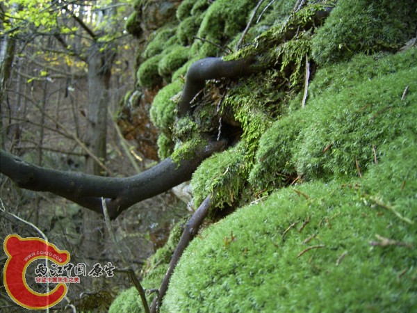 3、アラハシラガゴケ　（山苔粗葉白髪苔）.jpg