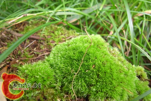 5、ホソバオキナゴケ（細葉翁苔山苔マンジュウゴケ）2.jpg
