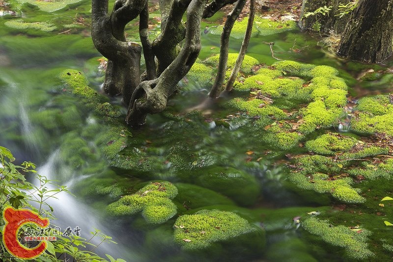 11獅子ヶ鼻湿原《秋田》.jpg