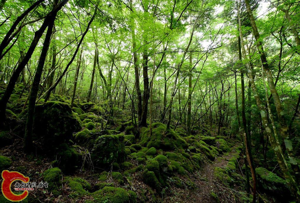 21山犬嶽　水苔の森2 (2).jpg