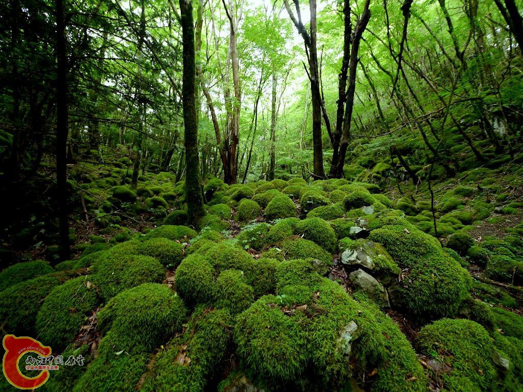 21山犬嶽　水苔の森2 (3).jpg