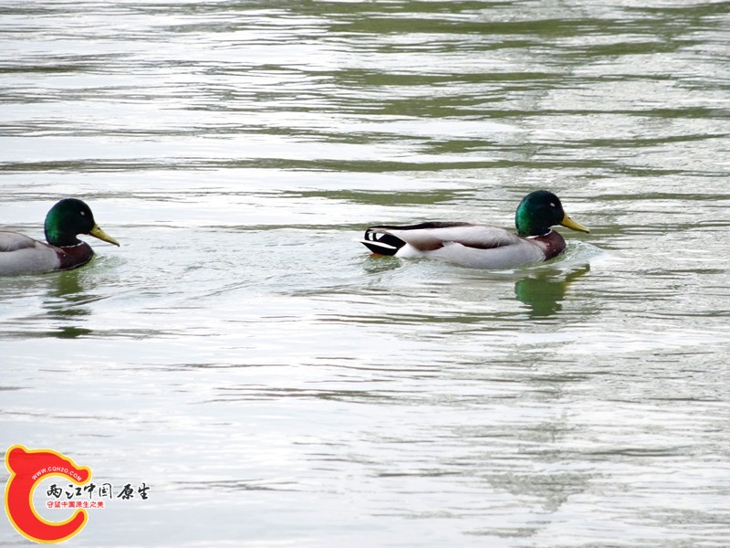 DSC00289_副本.jpg