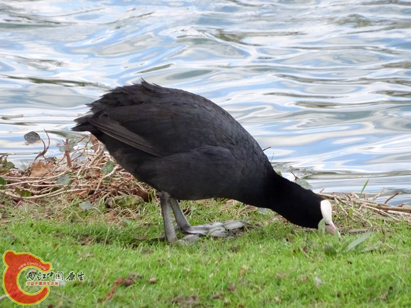 DSC00458_副本.jpg