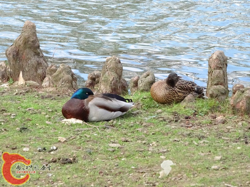 DSC00462_副本.jpg