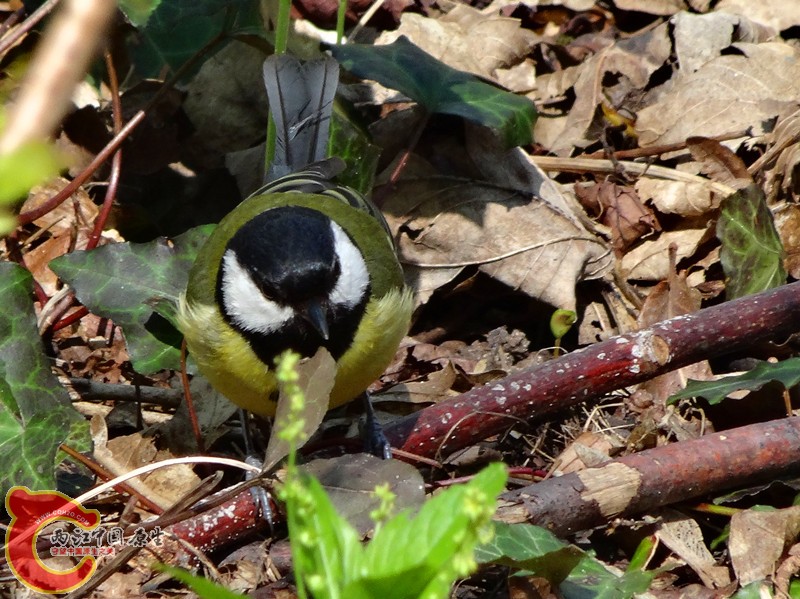 DSC00355_副本.jpg