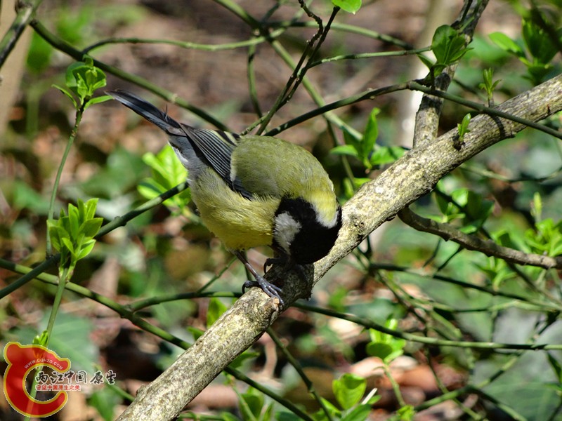 DSC00359_副本.jpg