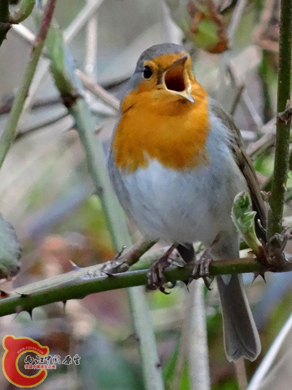 DSC00371_副本_副本.jpg