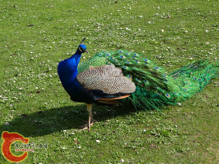 DSC00450_副本_副本.jpg