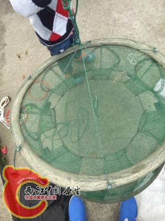 折叠虾笼泡河里不收了