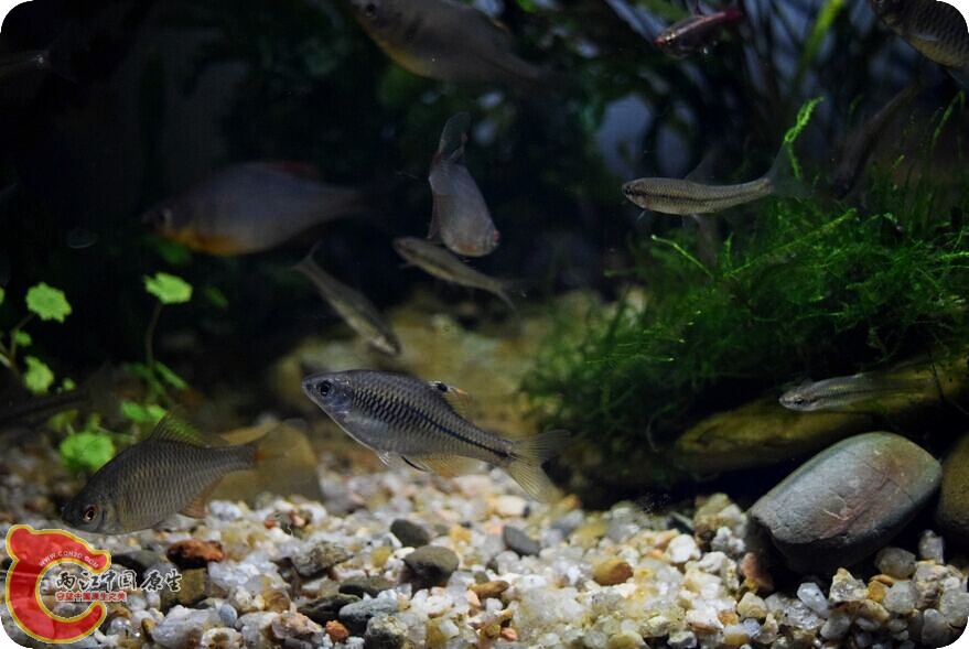 原生鱼 (1).jpg