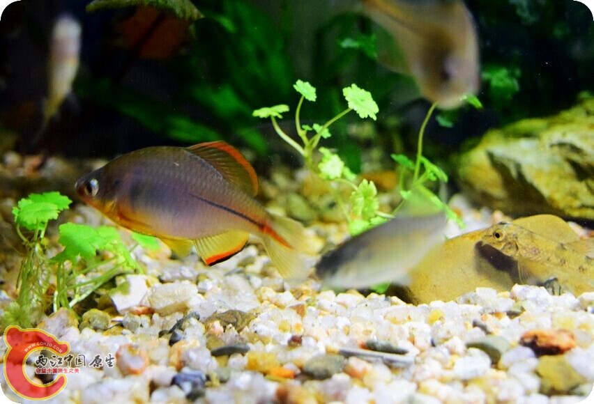原生鱼 (2).jpg