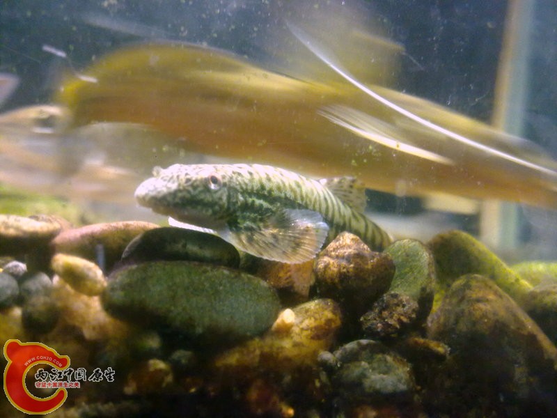 201503313686.jpg