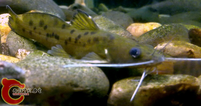 201503313689.jpg