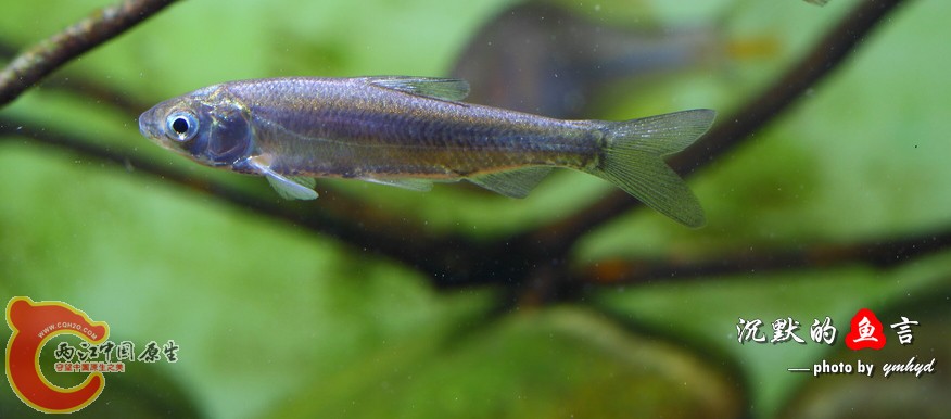 _MG_0161.jpg
