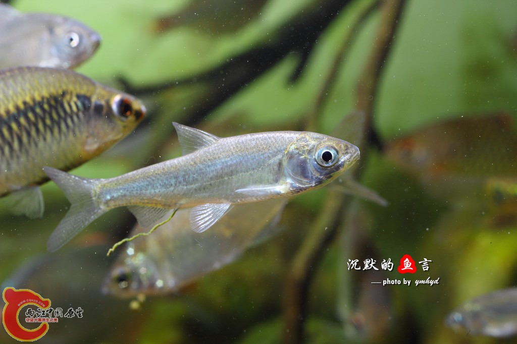 _MG_0216.jpg
