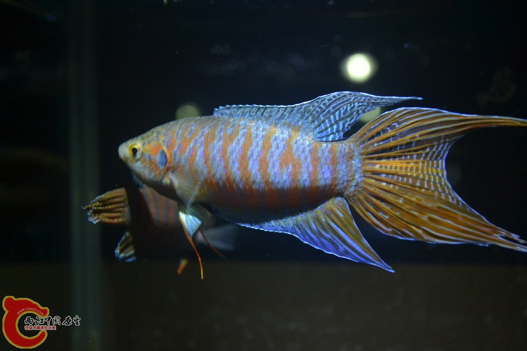 DSC_0105.JPG