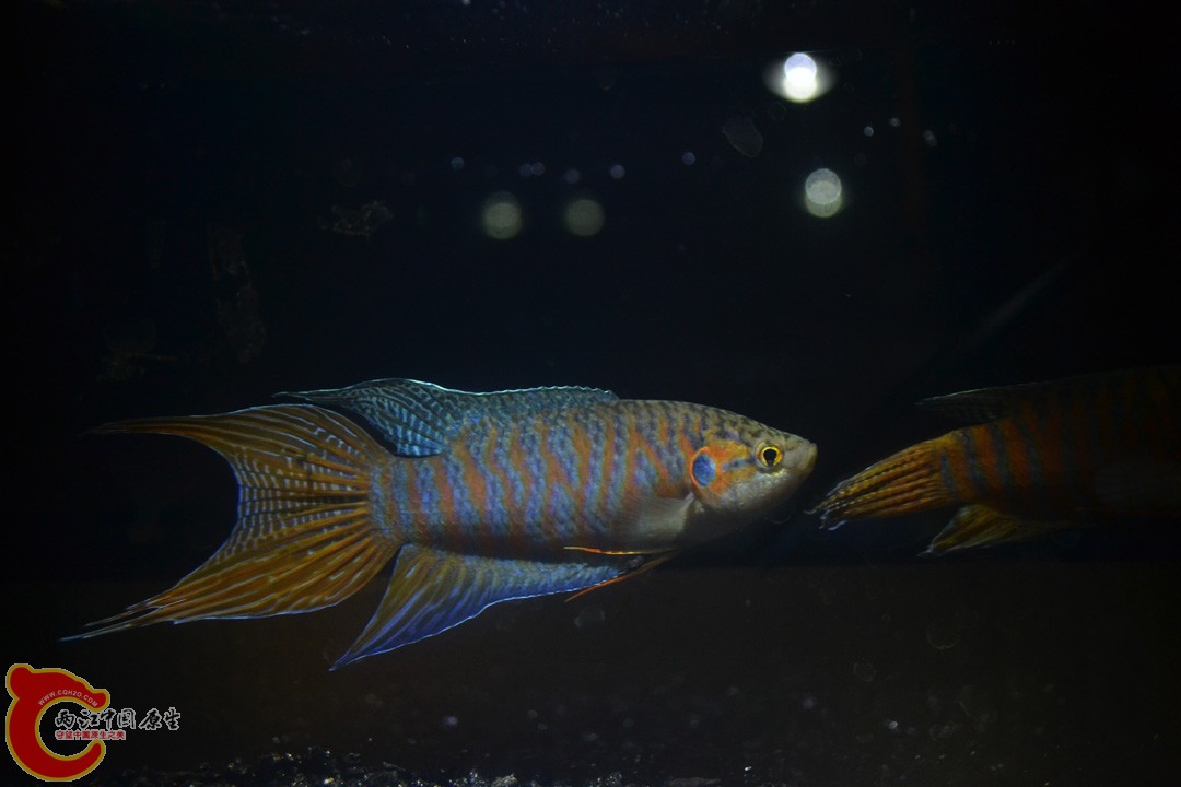 DSC_0110.JPG