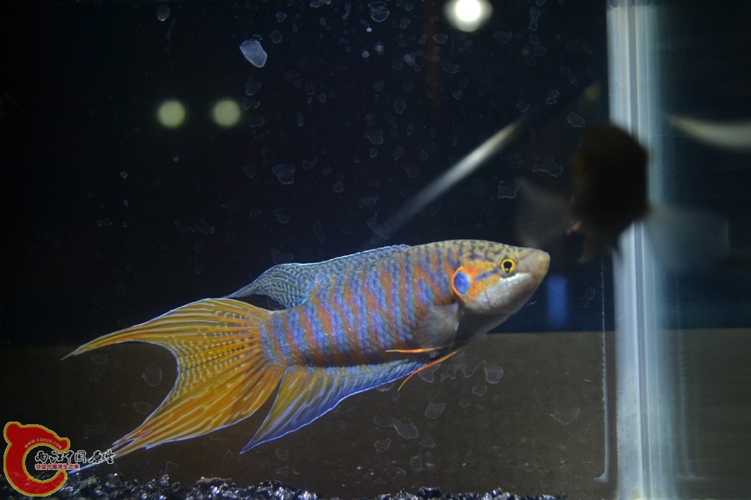 DSC_0111.JPG