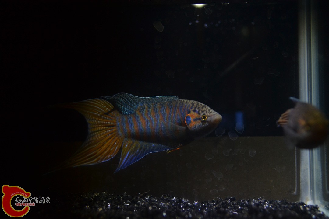 DSC_0114.JPG