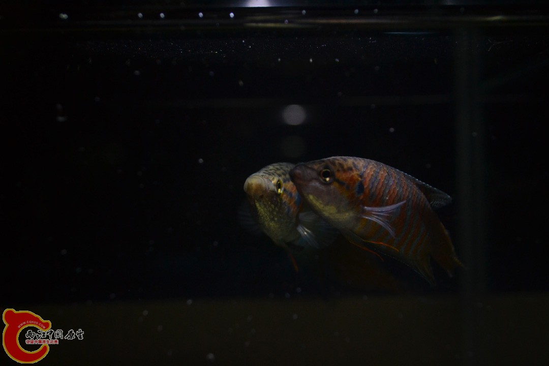 DSC_0116.JPG