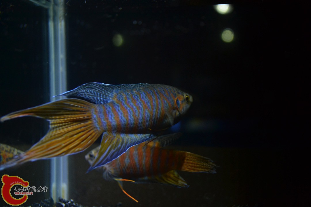 DSC_0126.JPG