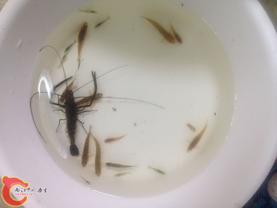 大眼 大号的 还有某虾虎 不是黄幼/子陵