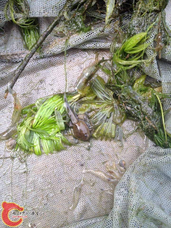 某蝌蚪 单独养起来了