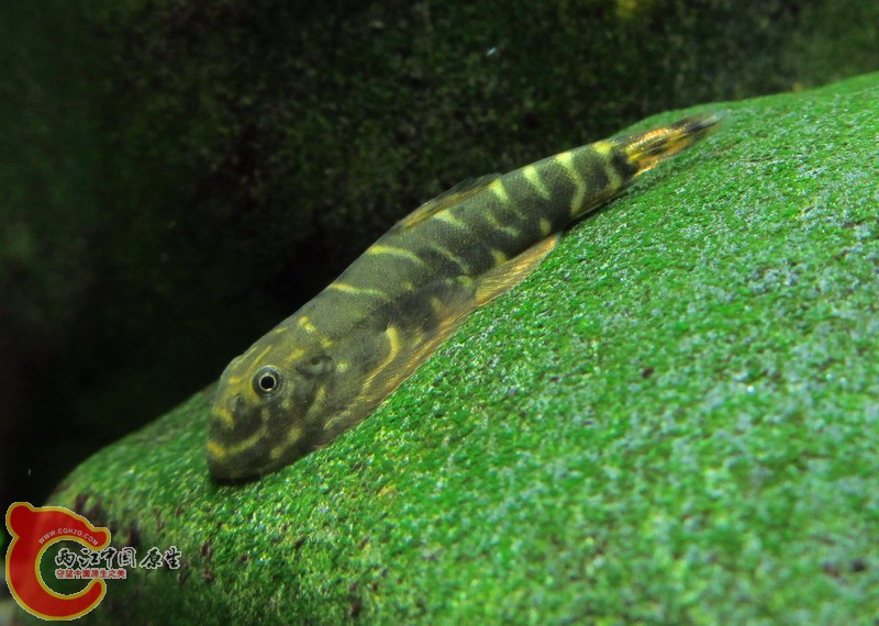IMG_8642_缩小大小.jpg