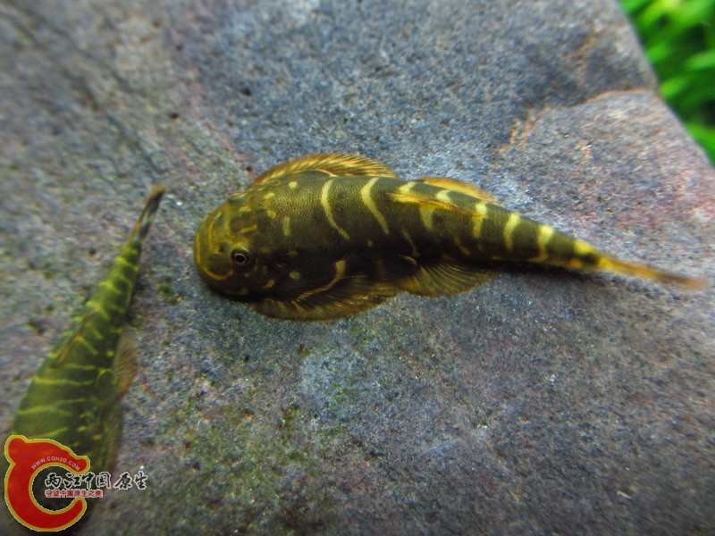 IMG_9050_缩小大小.jpg