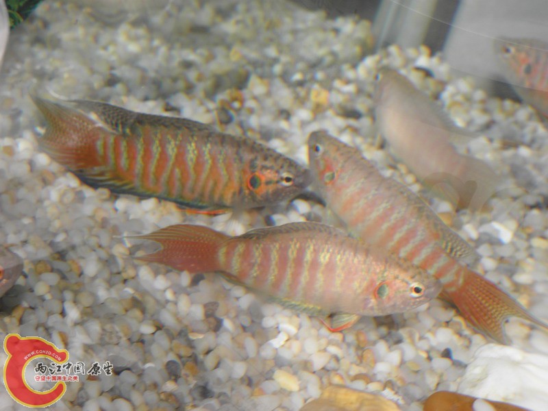 P5100017.jpg