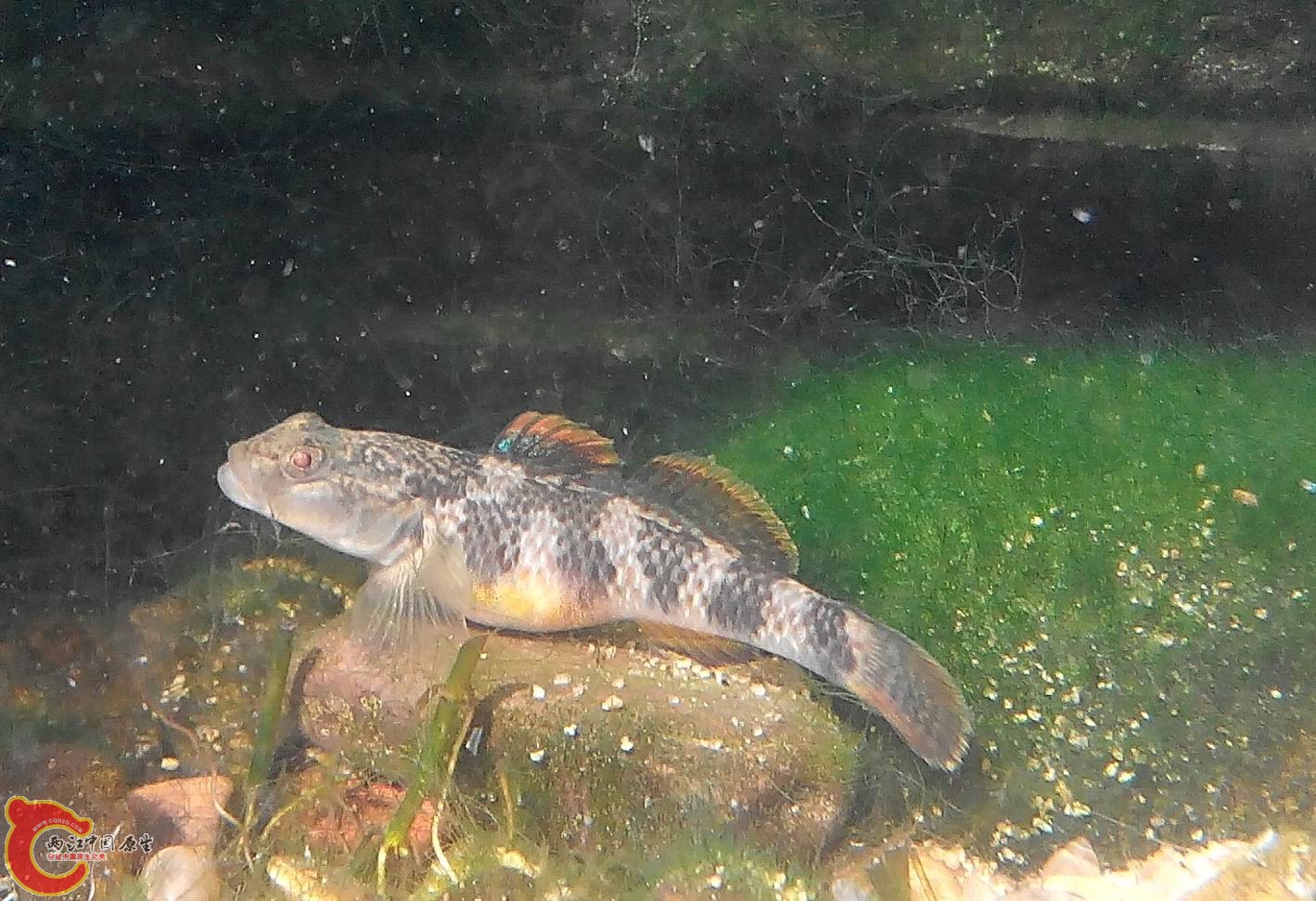 2015328104707-1.jpg