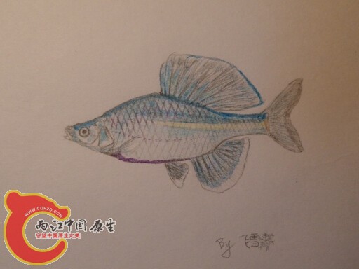 就是喜欢彩鱊啊！