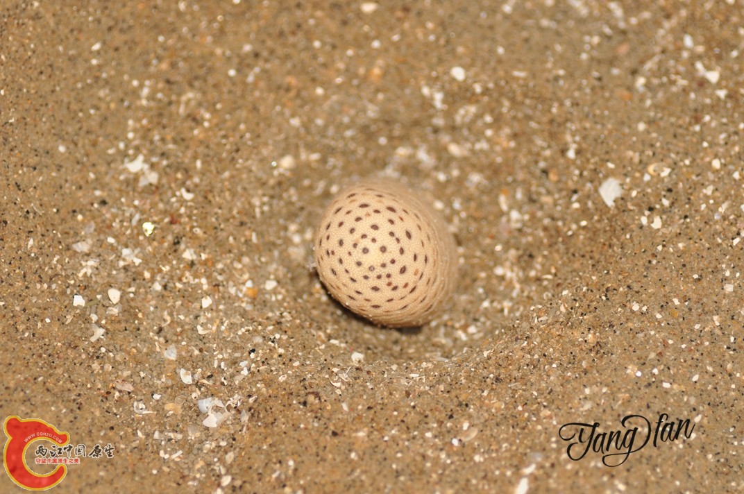 DSC_0601.jpg