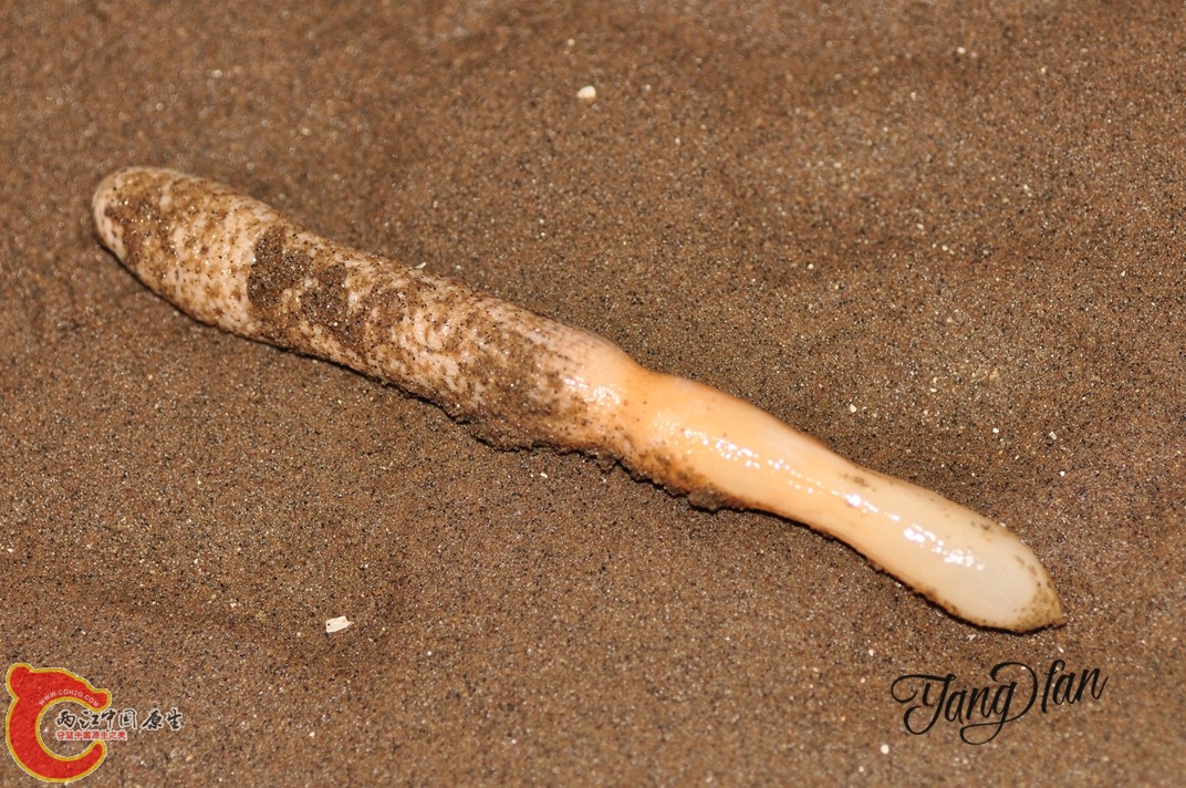 DSC_0602.jpg