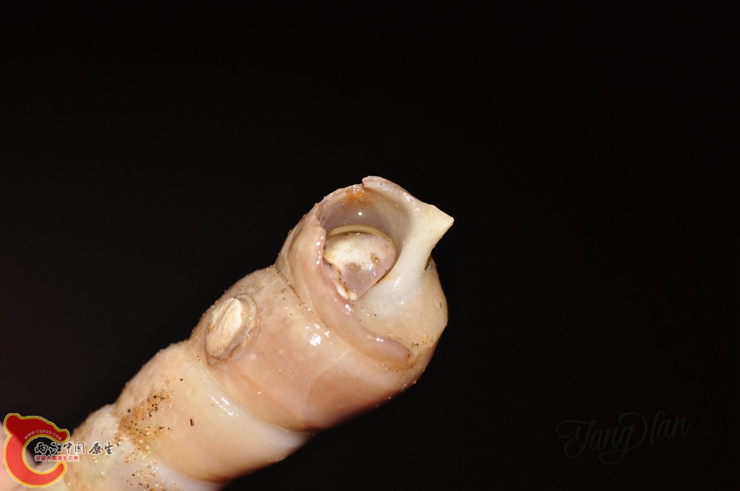 DSC_0629.jpg