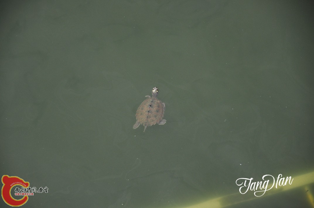 DSC_0409.jpg