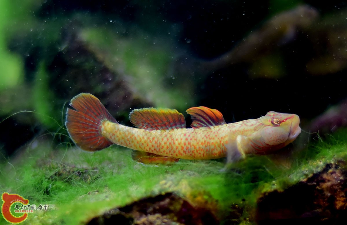 只知道是虾虎，不知道是哪个品种，丽水山区的小溪里抓到，养了快一年了，这几天颜色最漂亮了