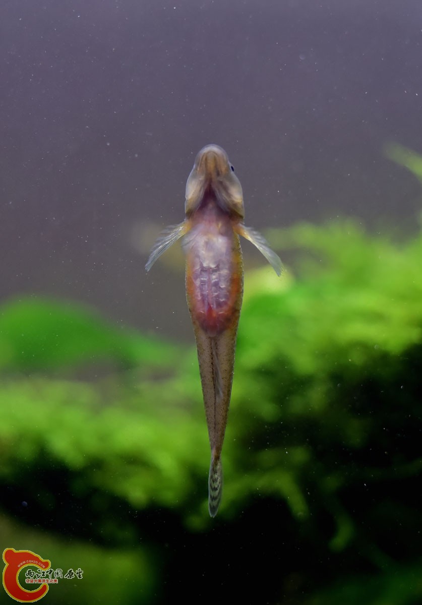 母的，几条公得天天为了他打架，赢了就围着她跳舞，太美了，可惜没拍下来