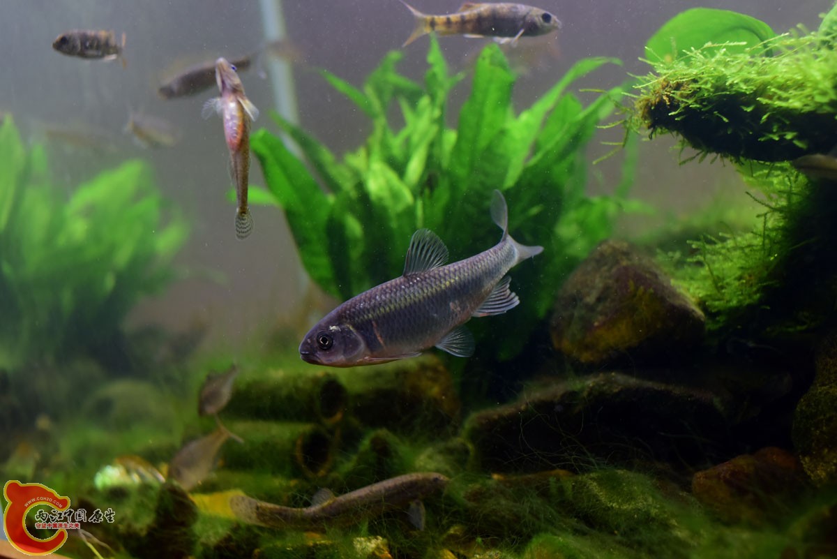 小缸全景，这条是什么鱲？下巴红起来了，也发情了