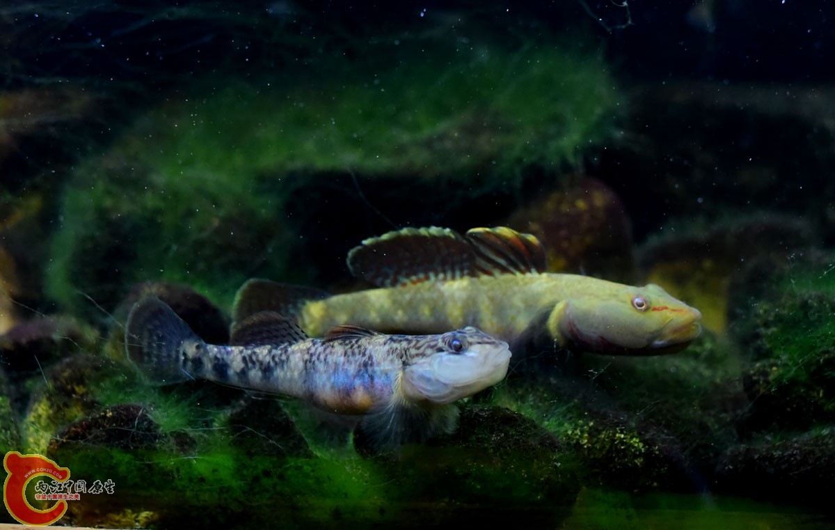 一公一母，待会儿就入洞房了