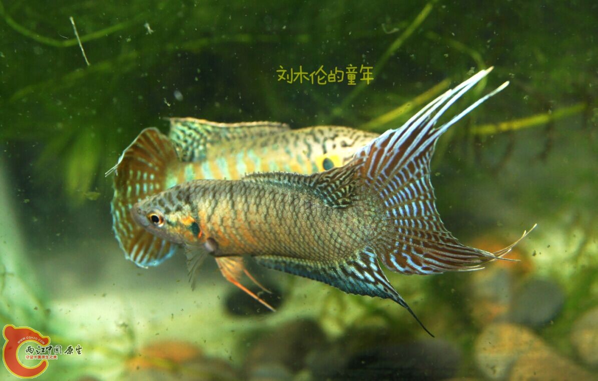 QQ图片20150422215930.jpg