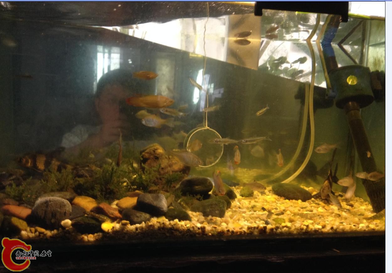 鱼缸全景.JPG
